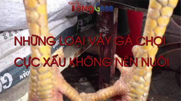 Những loại vảy gà cực xấu không nên chơi bạn cần biết