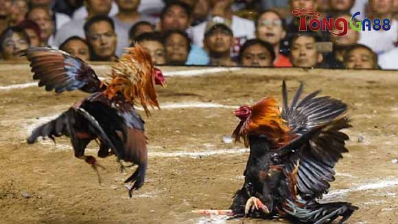 Vảy gà ngũ quỷ có đá hay không?