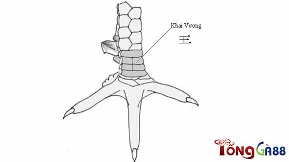 Vảy gà tài khai vương