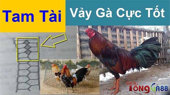 Vảy gà tam tài