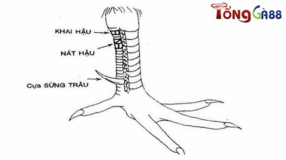 Vảy khai hậu là một trong những vảy gà đối lập với vảy gà quý hiếm, không nên chơi.