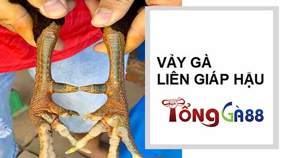 Vảy liên giáp hậu thường có ở các con gà khỏe mạnh, dễ nuôi và tính chiến đấu cao