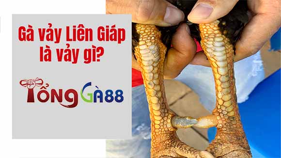 Vảy liên giáp là thuật ngữ được các sư kê dùng để chỉ 3 vảy gà có vị trí liền kề nhau