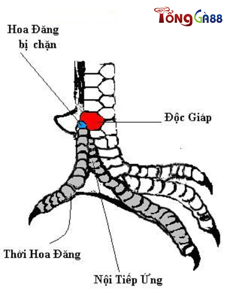 Vảy nội hoa đăng