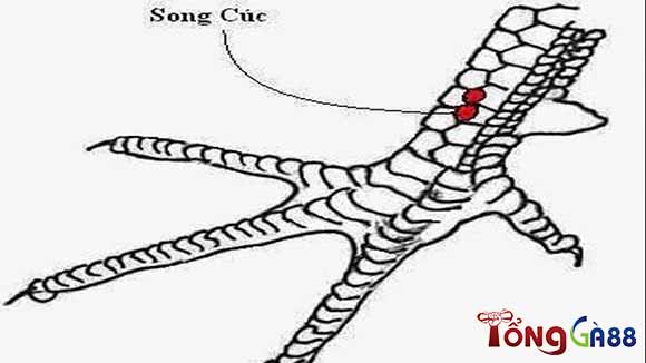 Vảy song cúc là vảy gà xấu không nên chơi