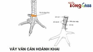 Vị trí của vảy gà vấn cán hoành khai