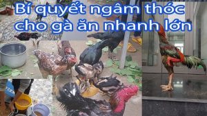 Ngâm thóc cho gà ăn giúp gà khỏe mạnh, nhanh lớn