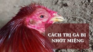 Nguyên nhân biểu hiện bệnh gà bị nhớt miệng