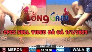 full video đá gà cpc2 1/1/2024